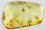 Detailed Fossil Parasitoid Wasp (Diapriidae) In Baltic Amber #352714-1